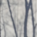 D House tree shadows on exterior wall